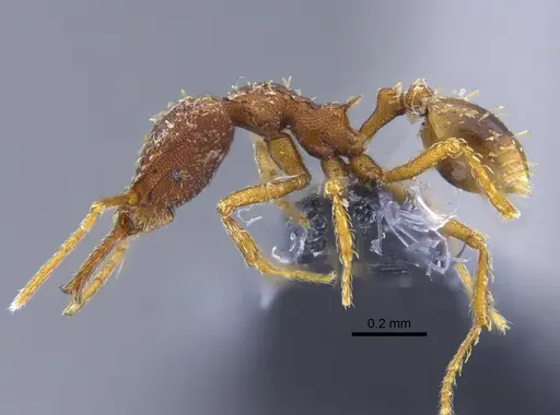 Strumigenys spathula specimen CBUMAGENT34138 image cbumagent34138_3