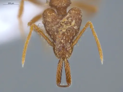 Strumigenys spathula specimen ECOFOG-IT14-0782-40 image ecofog-it14-0782-40_2