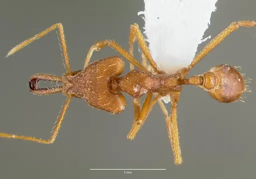 Strumigenys sphera specimen CASENT0005635 image casent0005635_1