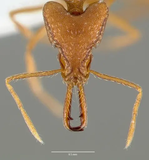 Strumigenys sphera specimen CASENT0005635 image casent0005635_2