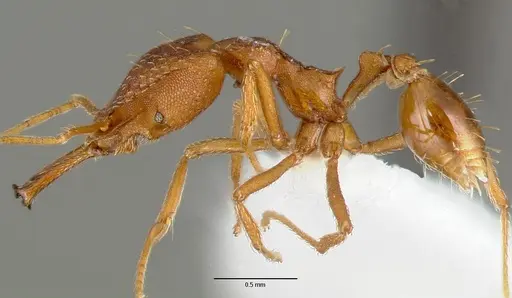 Strumigenys sphera specimen CASENT0005635 image casent0005635_3