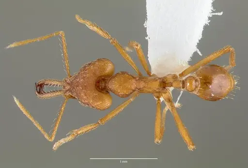 Strumigenys sphera specimen CASENT0005636 image casent0005636_1