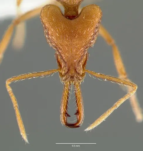 Strumigenys sphera specimen CASENT0005636 image casent0005636_2