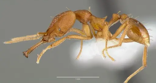 Strumigenys sphera specimen CASENT0005636 image casent0005636_3
