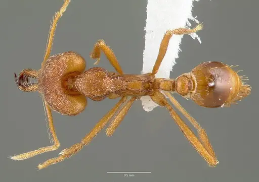 Strumigenys sphera specimen CASENT0005637 image casent0005637_1