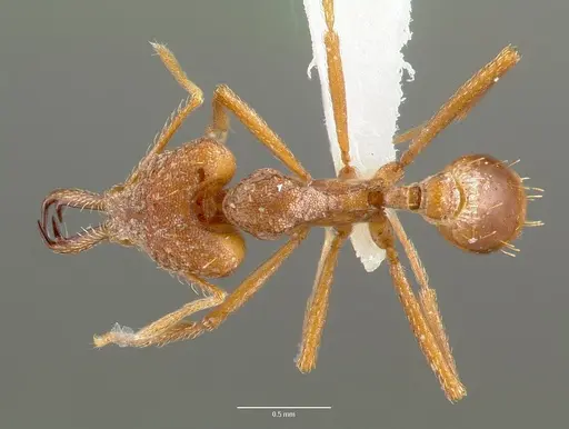 Strumigenys sphera specimen CASENT0005638 image casent0005638_1