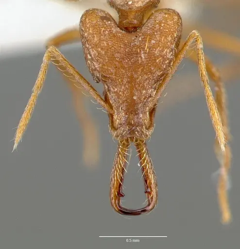Strumigenys sphera specimen CASENT0005638 image casent0005638_2