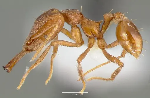 Strumigenys sphera specimen CASENT0005638 image casent0005638_3