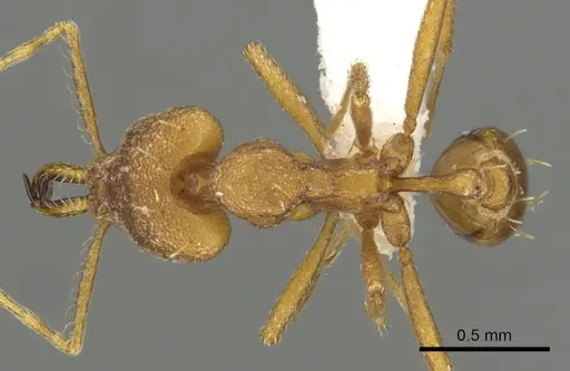 Strumigenys sphera specimen CASENT0900712 image casent0900712_1