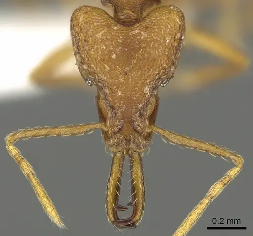 Strumigenys sphera specimen CASENT0900712 image casent0900712_2