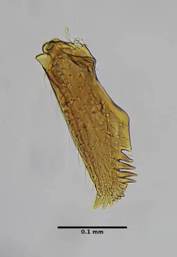 Strumigenys splendens specimen UFV-LABECOL-000096 image ufv-labecol-000096_4