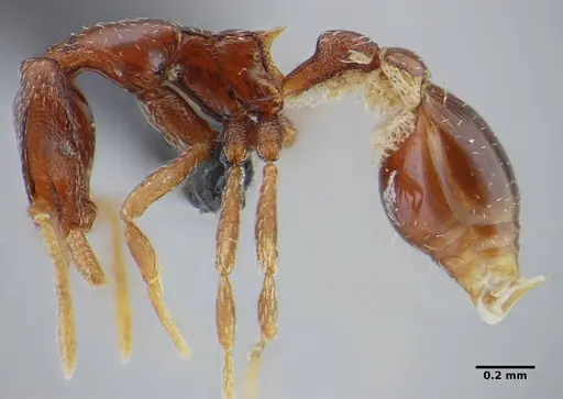 Strumigenys splendens specimen UFV-LABECOL-000096 image ufv-labecol-000096_5