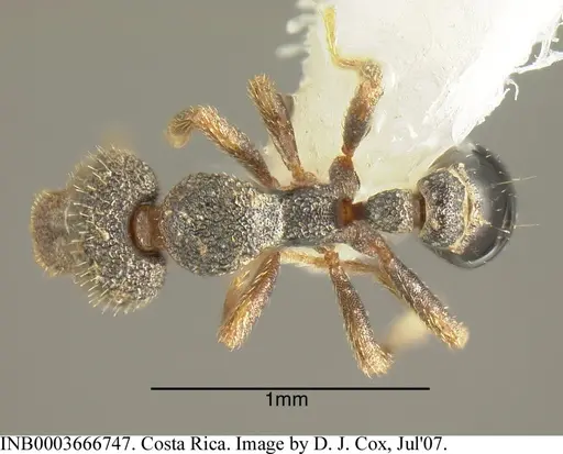 Strumigenys stauroma specimen INB0003666747 image inb0003666747_1