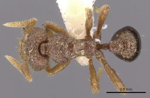 Strumigenys stauroma specimen INBIOCRI001283707 image inbiocri001283707_1