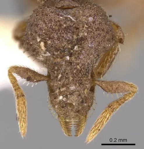 Strumigenys stauroma specimen INBIOCRI001283707 image inbiocri001283707_2