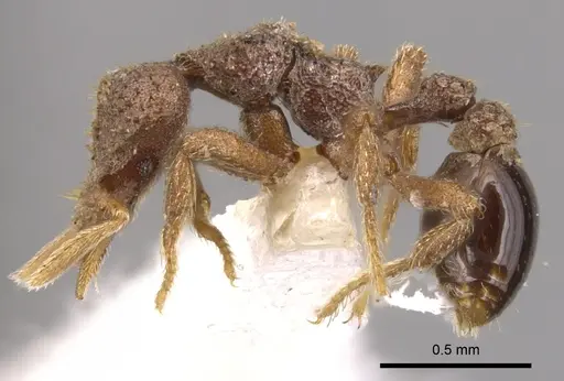 Strumigenys stauroma specimen INBIOCRI001283707 image inbiocri001283707_3