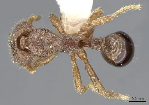 Strumigenys stauroma specimen INBIOCRI001283710 image inbiocri001283710_1