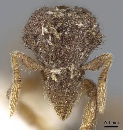 Strumigenys stauroma specimen INBIOCRI001283710 image inbiocri001283710_2