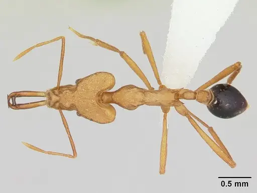 Strumigenys stemonixys specimen CASENT0178461 image casent0178461_1