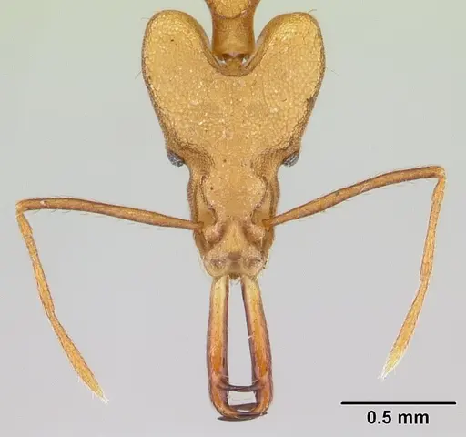 Strumigenys stemonixys specimen CASENT0178461 image casent0178461_2