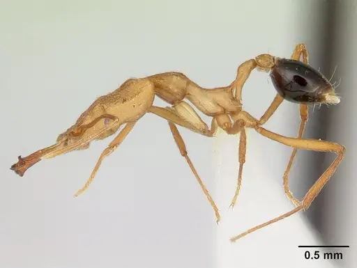 Strumigenys stemonixys specimen CASENT0178461 image casent0178461_3