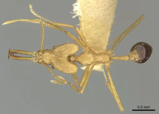 Strumigenys stemonixys specimen CASENT0249115 image casent0249115_1
