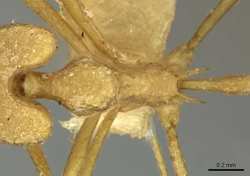 Strumigenys stemonixys specimen CASENT0249115 image casent0249115_2