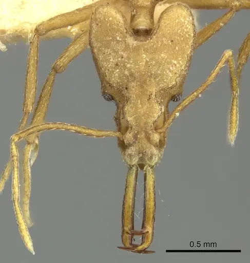 Strumigenys stemonixys specimen CASENT0249115 image casent0249115_3