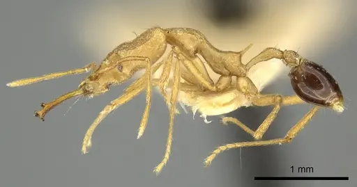 Strumigenys stemonixys specimen CASENT0249115 image casent0249115_4