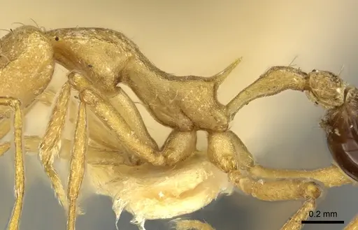 Strumigenys stemonixys specimen CASENT0249115 image casent0249115_5