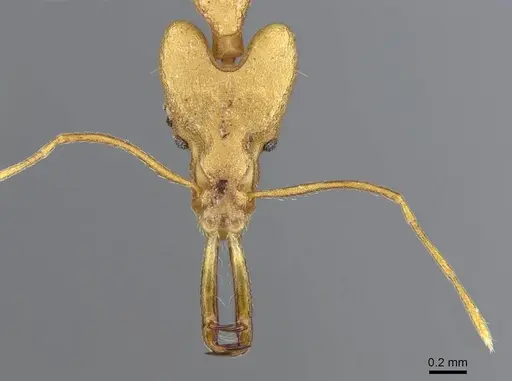 Strumigenys stemonixys specimen CASENT0914873 image casent0914873_2