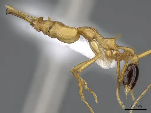 Strumigenys stemonixys specimen CASENT0914873 image casent0914873_3