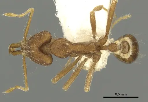 Strumigenys stenorhina specimen CASENT0900840 image casent0900840_1