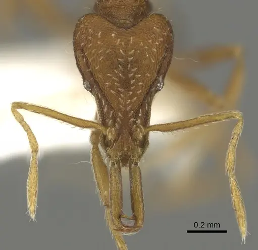 Strumigenys stenorhina specimen CASENT0900840 image casent0900840_2