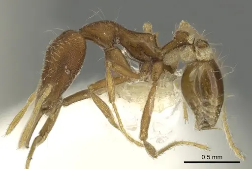 Strumigenys stenorhina specimen CASENT0900840 image casent0900840_3