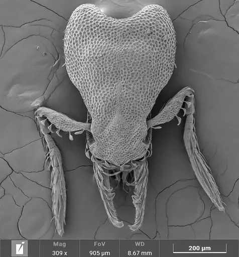 Strumigenys stenotes specimen ANTWEB1047055 image antweb1047055_1