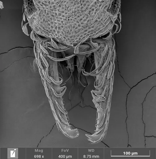 Strumigenys stenotes specimen ANTWEB1047055 image antweb1047055_2