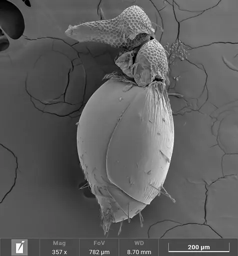 Strumigenys stenotes specimen ANTWEB1047055 image antweb1047055_4