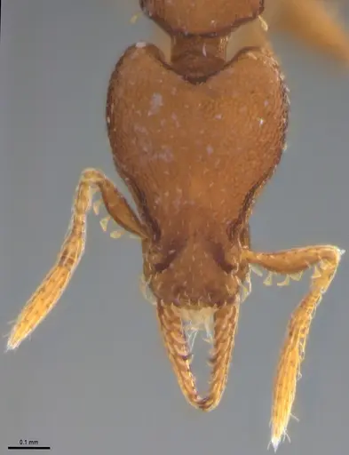 Strumigenys stenotes specimen ANTWEB1053911 image antweb1053911_3