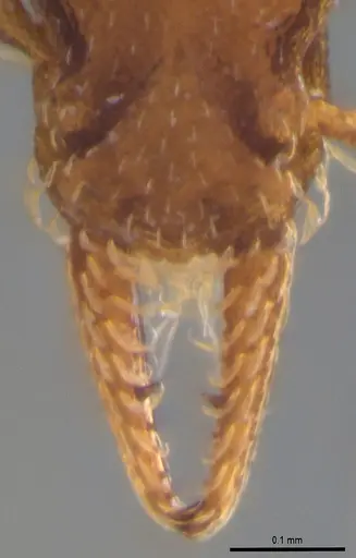 Strumigenys stenotes specimen ANTWEB1053911 image antweb1053911_4