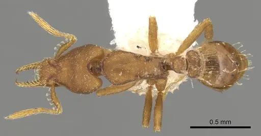 Strumigenys stenotes specimen CASENT0900184 image casent0900184_1