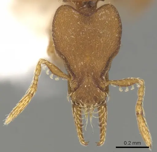 Strumigenys stenotes specimen CASENT0900184 image casent0900184_2