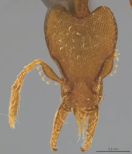 Strumigenys stenotes specimen CASENT4036122 image casent4036122_1