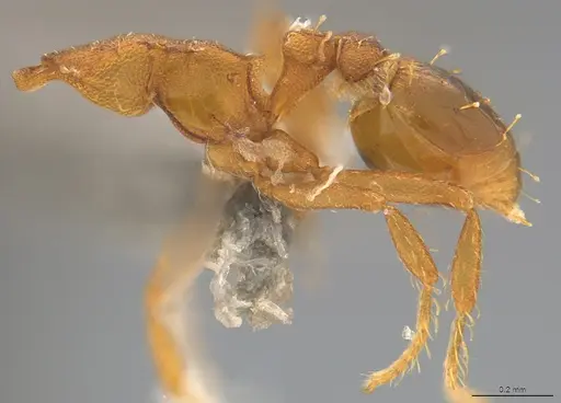 Strumigenys stenotes specimen CASENT4036122 image casent4036122_2