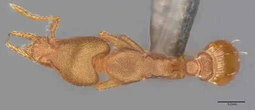 Strumigenys stenotes specimen UFV-LABECOL-009419 image ufv-labecol-009419_1