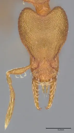 Strumigenys stenotes specimen UFV-LABECOL-009419 image ufv-labecol-009419_3