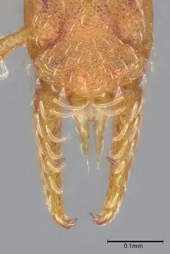 Strumigenys stenotes specimen UFV-LABECOL-009419 image ufv-labecol-009419_4
