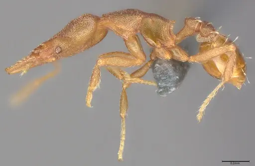 Strumigenys stenotes specimen UFV-LABECOL-009419 image ufv-labecol-009419_5