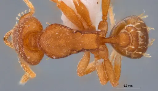 Strumigenys stenotes specimen UFV-LABECOL-009422 image ufv-labecol-009422_1