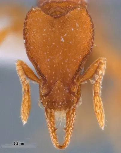 Strumigenys stenotes specimen UFV-LABECOL-009422 image ufv-labecol-009422_2